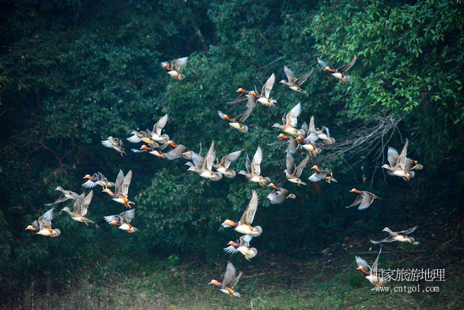 進入初冬，大批野生鴛鴦陸續(xù)飛抵江西婺源縣賦春鎮(zhèn)鴛鴦湖越冬，小精靈們在湖面上或相互依偎、卿卿我我；或隨波逐流、嬉戲打鬧，悠閑自在生活在青山綠水之間，優(yōu)良的水域和豐富的湖畔闊葉林，為鴛鴦過冬提供良好生存環(huán)境，婺源鴛鴦湖已成為亞洲最大的野生鴛鴦越冬棲息地。（攝于12月4日下午）
